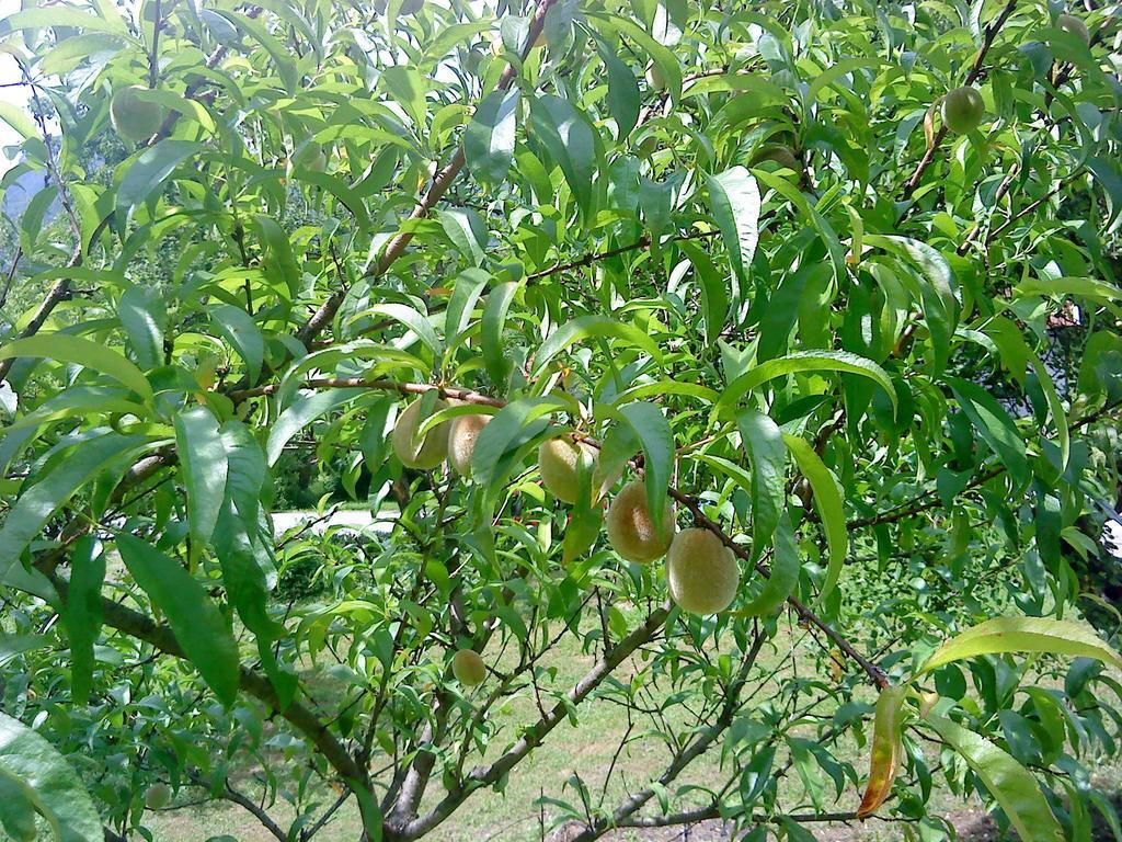 Holiday Home Vesna Brod na Kupi Phòng bức ảnh